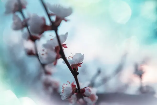 春の庭に咲く木 美しい春の自然背景 ロイヤリティフリーのストック写真