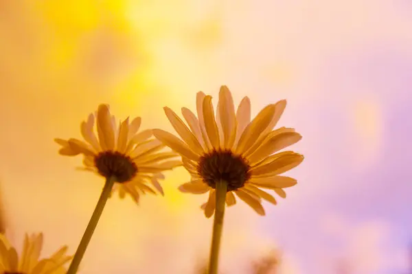 Zbliżenie Ujęcia Pięknych Kwiatów Nadaje Się Tła Kwiatowego Obrazek Stockowy