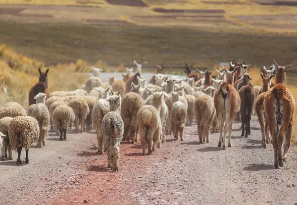 Lama Odlehlé Oblasti Bolívie Stock Obrázky