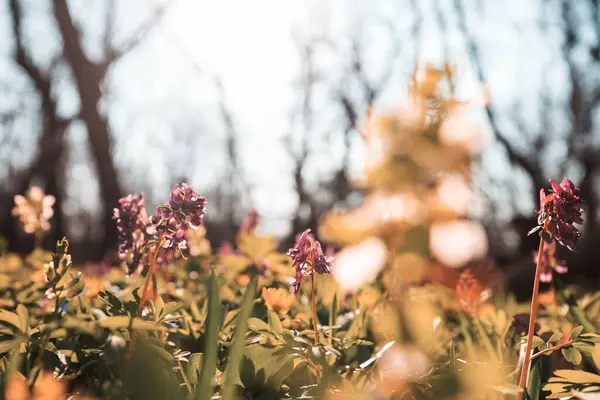 Gyönyörű Erdős Tájak Tavaszi Virágok Erdőben Stock Fotó