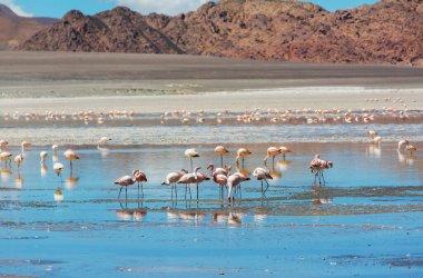 Bolivya Altiplano Gölü 'nde flamingo. Vahşi doğa.