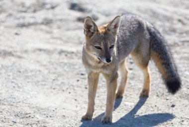 Güney Amerika gri tilkisi (Lycalopex griseus), Patagonya dağlarındaki Patagonya tilkisi.