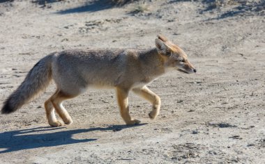 Güney Amerika gri tilkisi (Lycalopex griseus), Patagonya dağlarındaki Patagonya tilkisi.