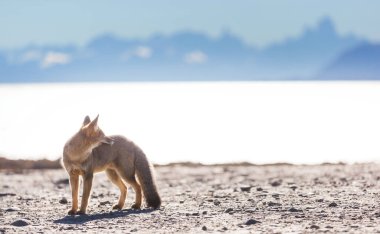 Güney Amerika gri tilkisi (Lycalopex griseus), Patagonya dağlarındaki Patagonya tilkisi.