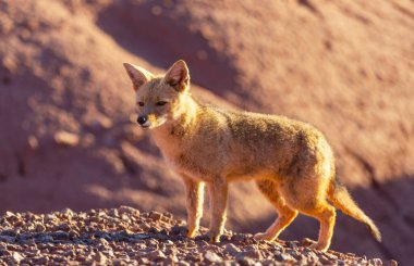 Güney Amerika gri tilkisi (Lycalopex griseus), Patagonya dağlarındaki Patagonya tilkisi.
