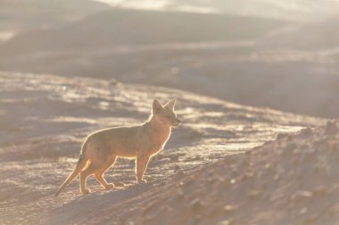 Güney Amerika gri tilkisi (Lycalopex griseus), Patagonya dağlarındaki Patagonya tilkisi.