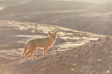 South American gray fox (Lycalopex griseus), Patagonian fox, in Patagonia mountains clipart