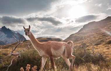 Wild guanaco in Torres del Paine National Park, Chile, South America clipart