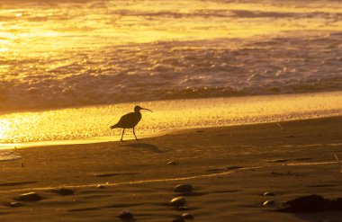 Everglades Ulusal Parkı 'nda Ibis, ABD, Florida