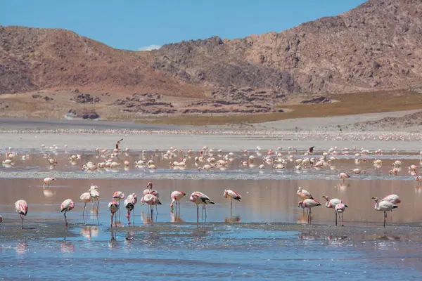 Bolivya Altiplano Gölü 'nde flamingo. Vahşi doğa.