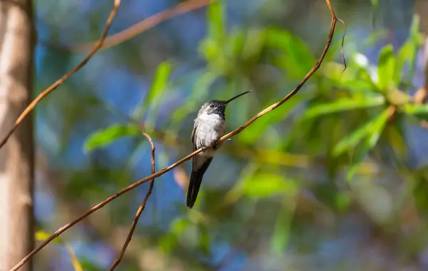 Bunte Kolibris Chile Südamerika — Stockfoto