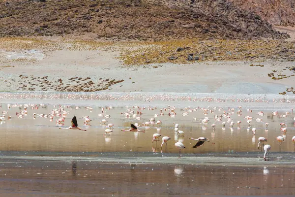 Flamingo Στη Λίμνη Της Βολιβίας Άγρια Φύση Altiplano Άγρια Φύση Royalty Free Φωτογραφίες Αρχείου