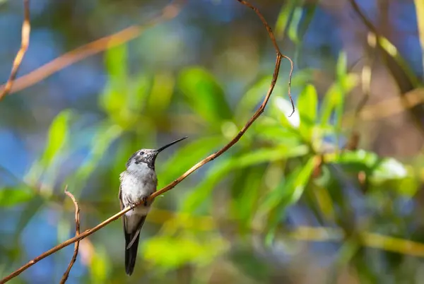 Hummingbird Colorido Chile América Sul Fotos De Bancos De Imagens Sem Royalties