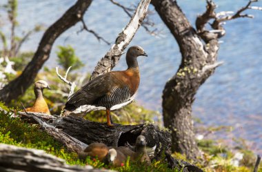 Macellanic Cauqun, Patagonya 'daki Magallanes Goose. 