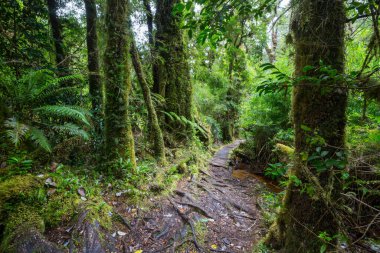 Muhteşem yağmur ormanları. Kalın yosun tabakalarıyla kaplı ağaçlar.