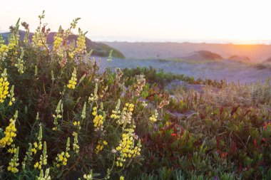 Yaz mevsiminde yeşil bir çayırdaki güzel kır çiçekleri. Doğal arkaplan.