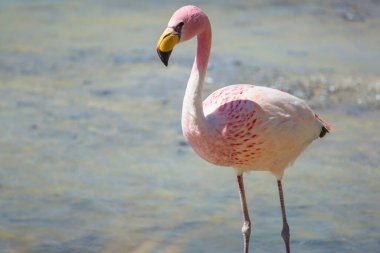 Bolivya Altiplano Gölü 'nde flamingo. Vahşi doğa.