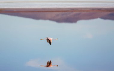 Bolivya Altiplano Gölü 'nde flamingo. Vahşi doğa.