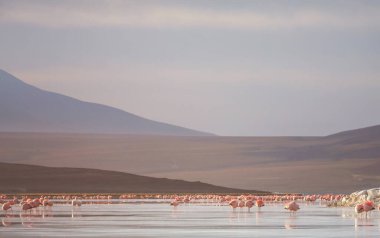 Bolivya Altiplano Gölü 'nde flamingo. Vahşi doğa.