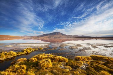 Güney Amerika'da gerçeküstü manzara. Renkli Laguna Colorada Altiplano Bolivya Platosu üzerinde.