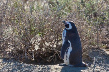 Macellan pengueni (Spheniscus magellanicus) Patagonia, Arjantin için.