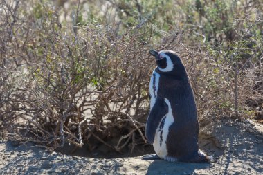 Magellanic Penguin (Spheniscus magellanicus) in Patagonia, Argentina. clipart