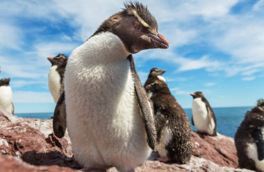 Güney Arjantin 'de kayalık penguenler