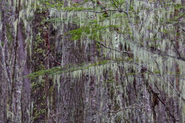 Liken kaplı Antarktika kayın (Nothofagus sp.) Ushuaia yakınlarındaki ormanlar, Arjantin