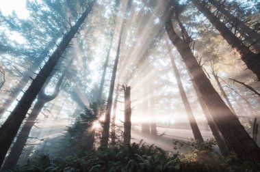 Gündoğumu, ormandaki güneşli kirişler