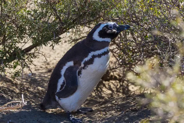 Macellan pengueni (Spheniscus magellanicus) Patagonia, Arjantin için.