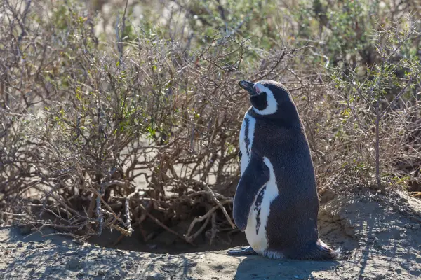 Magellanic Penguin Spheniscus Magellanicus Patagonia Argentina — Stock Photo, Image