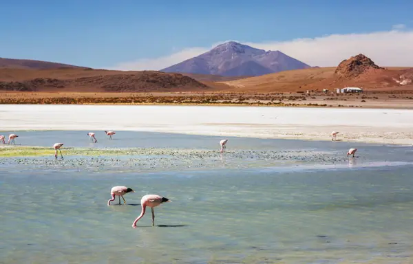 Flamingo Het Meer Van Boliviaanse Altiplano Natuur Wildernis Stockafbeelding