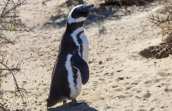 Pinguim Magalhães Spheniscus Magellanicus Patagônia Argentina Fotos De Bancos De Imagens