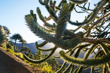 And Dağları, Şili 'deki sıra dışı Araucaria (Araucaria araucana) ağaçları
