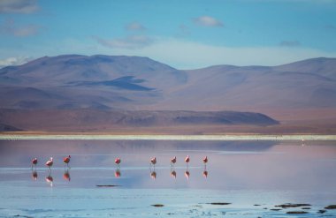 Bolivya Altiplano Gölü 'nde flamingo. Vahşi doğa.