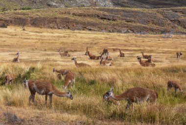 Bolivya 'da vahşi vicunalar, Güney Amerika