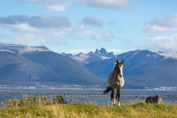 Paarden Het Einde Van Wereld Ushuaia Argentinië Stockfoto