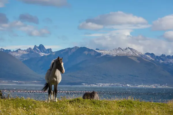 Ushuaia Arjantin Dünyanın Sonundaki Atlar - Stok İmaj