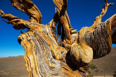 Ancient Bristlecone Pine Tree showing the twisted and gnarled features.California,USA. clipart