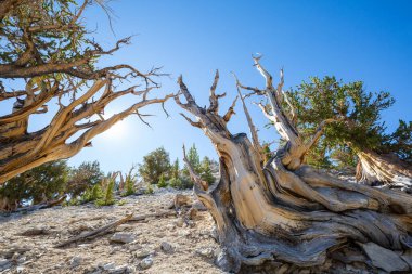 Ancient Bristlecone Pine Tree showing the twisted and gnarled features.California,USA. clipart