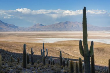 Incahuasi adasındaki büyük kaktüs, tuz düzlüğü Salar de Uyuni, Altiplano, Bolivya. Alışılmadık doğal manzara terk edilmiş güneş enerjisi Güney Amerika 'da seyahat ediyor.