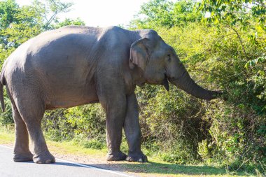 Sri Lanka yolundaki vahşi fil.