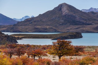 Perito Moreno Ulusal Parkı, Arjantin, Güney Amerika. Güzel renkli sonbahar mevsimi.
