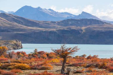 Perito Moreno Ulusal Parkı, Arjantin, Güney Amerika. Güzel renkli sonbahar mevsimi.