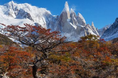 Arjantin 'in Patagonya dağlarındaki meşhur Cerro Torre zirvesi. Güney Amerika 'daki güzel dağ manzaraları. Sonbahar mevsimi.