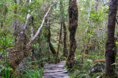 Güney yağmur ormanı, Güney Amerika, Şili 'deki Carretera Austral.