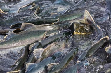 Yazın Alaska 'da vahşi somon yumurtlaması