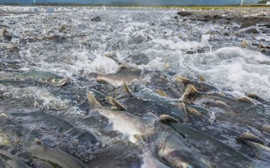 Yazın Alaska 'da vahşi somon yumurtlaması