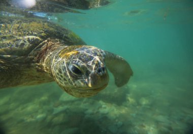 Hawaii, ABD 'de okyanusun altındaki dev deniz kaplumbağası.