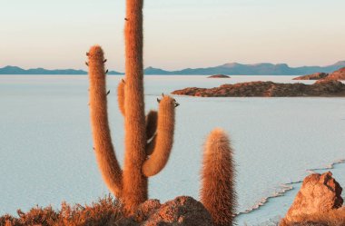 Incahuasi adasındaki büyük kaktüs, tuz düzlüğü Salar de Uyuni, Altiplano, Bolivya. Alışılmadık doğal manzara terk edilmiş güneş enerjisi Güney Amerika 'da seyahat ediyor.